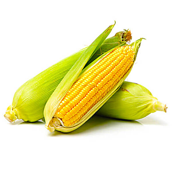 Corn (Maize)